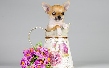 *, DOGS, ANIMALS, DOG, ANIMAL HD wallpaper