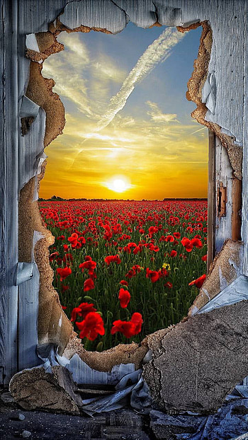 View of Poppy Field, flower, fantasy, poppy HD phone wallpaper