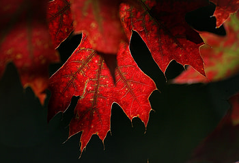 Maple leaf, red, close up HD wallpaper