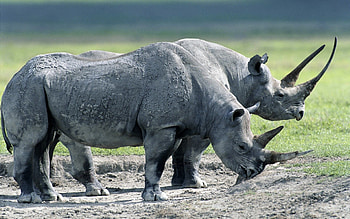 High-quality rhino, Exquisite graphy, Animal kingdom wonders, Yellow lab puppies HD wallpaper