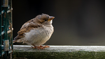 able , Bird section, Animal-themed background, High resolution ry HD wallpaper
