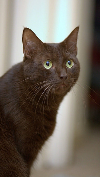 Brown, Cat HD phone wallpaper