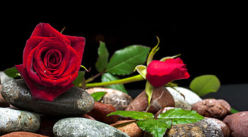 Roses and stones, roses, beautiful, stones, fragrance, leaves, pretty, petals, red, flowers, scent, lovely HD wallpaper