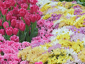 Spring Garden, garden, nature, flowers, spring HD wallpaper