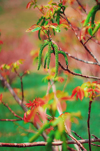 Bloom, Nature, Wood, Tree, Flowering, Spring, Nut HD phone wallpaper