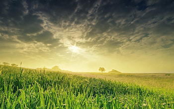 Grass field , Vibrant meadows, Natural landscapes, Serene scenes HD wallpaper