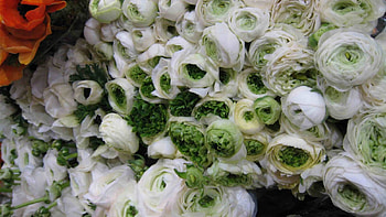White Ranunculus, white, nature, flowers, ranunculus HD wallpaper