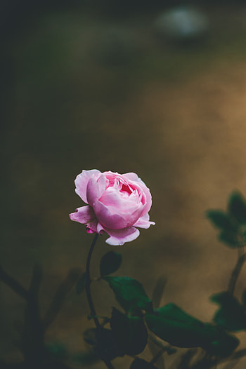 Flowers, Flower, Rose Flower, Rose, Beautiful, Tender, Blooms, Light Pink HD phone wallpaper