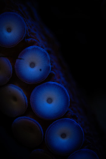 Octopus, Macro, Dark, Tentacles HD phone wallpaper