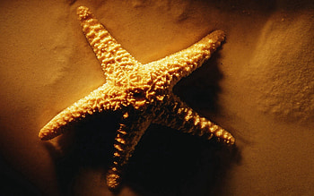 Nature, Sand, Starfish, Shine, Light, Shadows HD wallpaper
