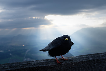 Bird Sky Background Macro , birds, macro, background HD wallpaper