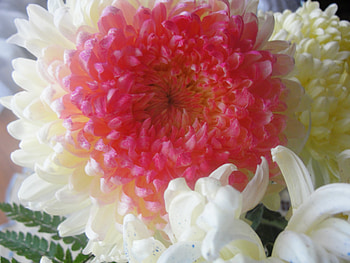 Pink and white flower, pink, white, nature, flower HD wallpaper