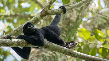Monkey, rainforest monkeys, wildlife search, South American monkeys HD wallpaper