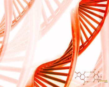 Orange Twist, rows, layers, curve, twist, orange, dna, bars HD wallpaper