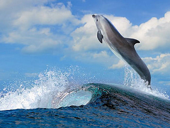 Flying Dolphin, flying, beautiful, dolphin HD wallpaper