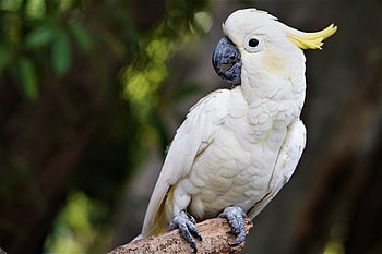 Cockatoo, Animals, Signs of Liking, Pet Keen HD wallpaper