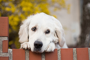 Akbash Dog, Golden Retriever, , Retriever HD wallpaper