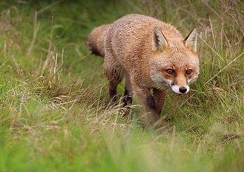 Animals, Fox, Predator, Protruding Tongue, Tongue Stuck Out, Redhead HD wallpaper