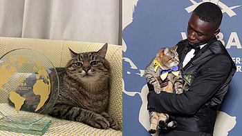 Ukrainian cat Stepan, World's top influencers, Awards in Cannes, Meme HD wallpaper