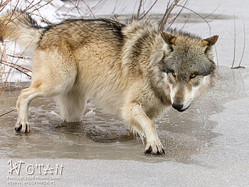 Thin Ice, nature, wolves, grey wolves, ice HD wallpaper