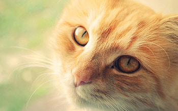 Animals, Cat, Muzzle, Sight, Opinion, Redhead HD wallpaper