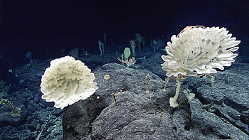 Deep sea mining concerns, Corporate spin doctors, Ocean preservation dialogues, Environmental impact awareness HD wallpaper