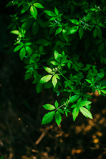 Leaves, Plant, Macro, Blur, Smooth, Branches, Carved HD phone wallpaper