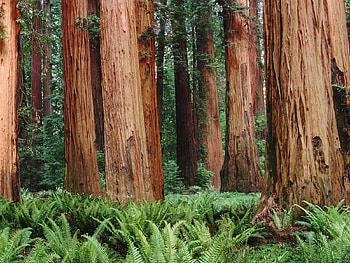 Nature, Trees, Forest, Trunks, Bark HD wallpaper