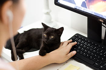 A black cat resting on a desk by a computer keyboard with a person present. HD wallpaper