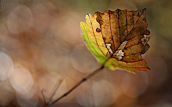 Macro, Glare, Leaf, Sheet, Branch, Dry HD wallpaper