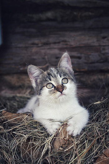 Animals, Cat, Kitty, Kitten, Pet, Hay HD phone wallpaper