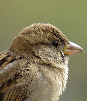 City-dwelling bird, Urban birdwatching, bird , Creative Commons license HD phone wallpaper