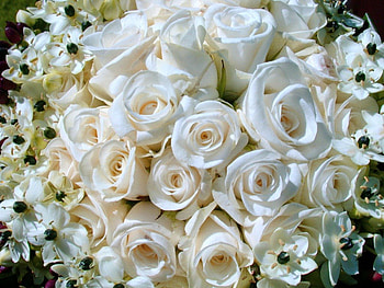 Beauty of white, white, flowers, roses, beauty HD wallpaper