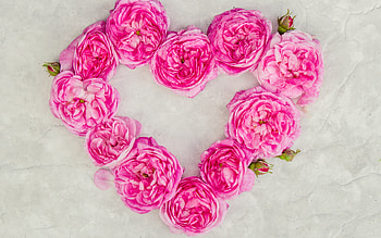 Happy Valentine's Day!, valentine, bujor, pink, flower, peony, card, heart HD wallpaper