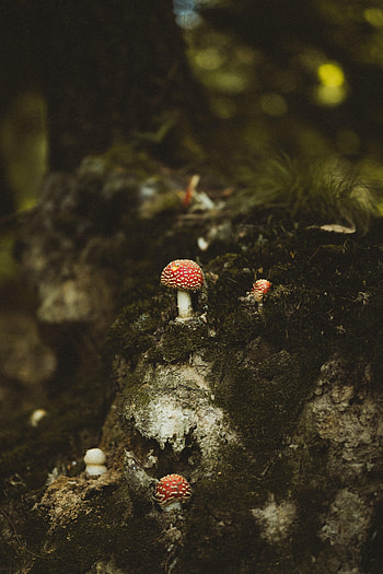 Nature, Mashrooms, Macro, Forest, Stump HD phone wallpaper