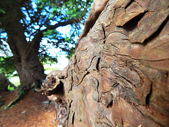 Wales ancient yew trees, Nikki Logan HD wallpaper