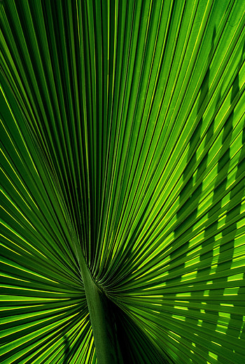 Leaves, Macro, Palm, Carved, Branch HD phone wallpaper