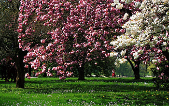 Nature, Trees, Grass, Park, Bloom, Flowering HD wallpaper