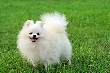 Pomeranian, HQ , resolution, Stunning animal HD wallpaper