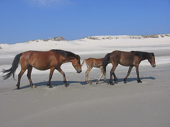 A Walk on the Beach, sand, brown horses, wild horses, ponies, horses walking, horses, wildlife, animals, clouds, nature, flowers, sky, baby horses HD wallpaper