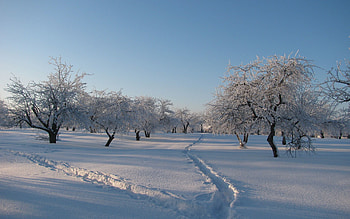Winter, Nature, Trees, Snow, Freshness, Gray Hair, Garden, Drifts, Shadows, Traces, Cover, Trails HD wallpaper