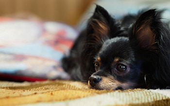 Animals, Dog, Muzzle, Eyes, Ears HD wallpaper