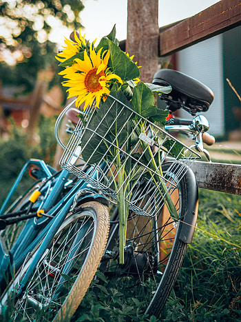 Flowers, Sunflowers, Miscellanea, Miscellaneous, Basket, Bicycle HD phone wallpaper