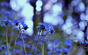 Flowers, Lilac, Plant, Macro HD wallpaper