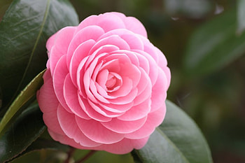 a Pink Rose Growing outside, Lovey, Pink, Cool, Pretty HD wallpaper