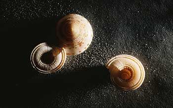 Miscellanea, Miscellaneous, Form, Shadow, Spiral, Shell HD wallpaper