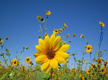 Flowers, Sunflowers, Sky, Close-Up, Field, Small HD wallpaper