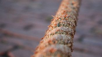 Background, Plant, Macro, Blur, Smooth, Stick HD wallpaper