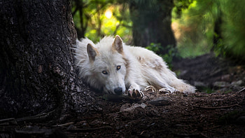 Arctic Wolf, White wolf laptop , Snowy landscapes, Arctic serenity HD wallpaper