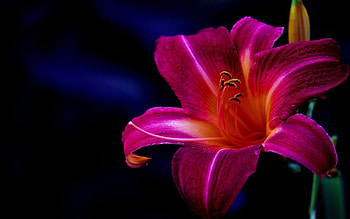 Purple lilies, Floral beauty, Stunning , Beautiful flowers HD wallpaper